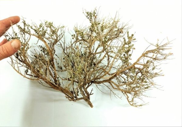 Gemischte Zweige für Diorama - DioramaPresepe FM007