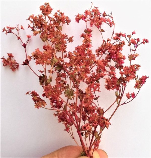 Blumenbesen Fiore Rosso mit roten Blüten für Diorama - DioramaPresepe FM012