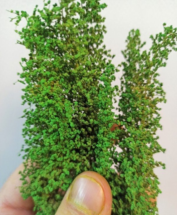 Kleiner grüner Frühlingsbusch mit frischen Blättern - DioramaPresepe FM056