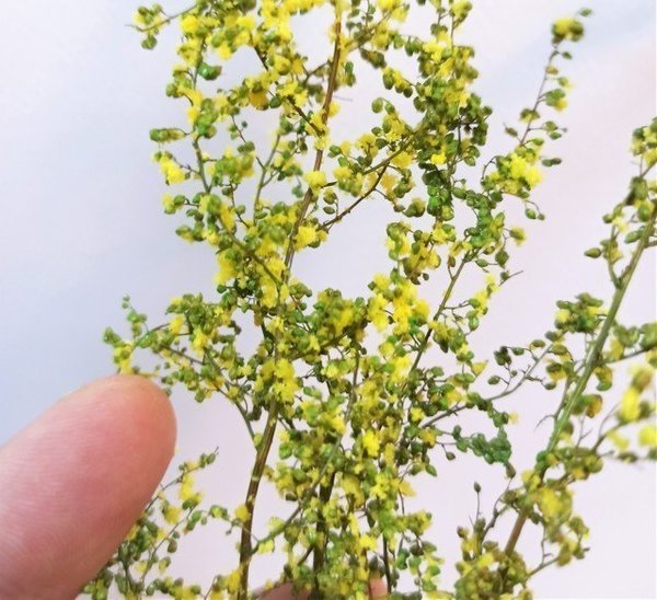 Hellgrüner stabilisierter Blattstrauch mit gelben Blüten MINIPACK - DioramaPresepe FM101