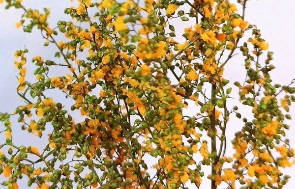 Hellgrüner stabilisierter Blattstrauch mit orangefarbenen Blüten MINIPACK - DioramaPresepe FM102
