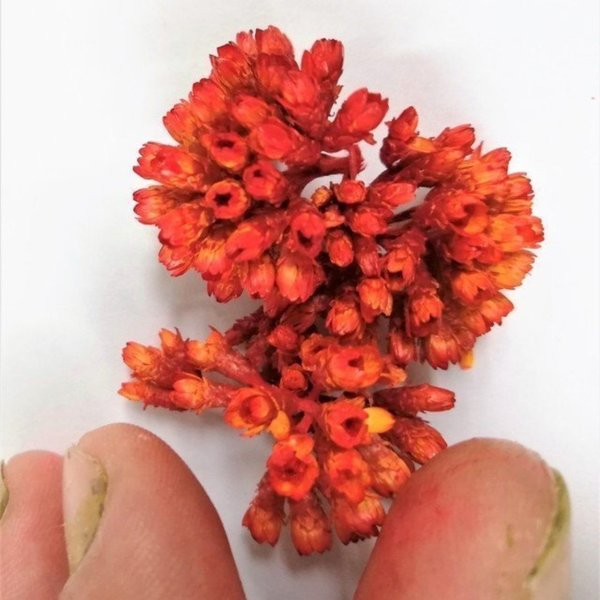 Rote Mini Feldblumen stabilisiert - DioramaPresepe FM112