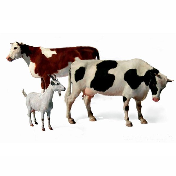 Kühe und Ziegen - Domestic Animals / 1:35
