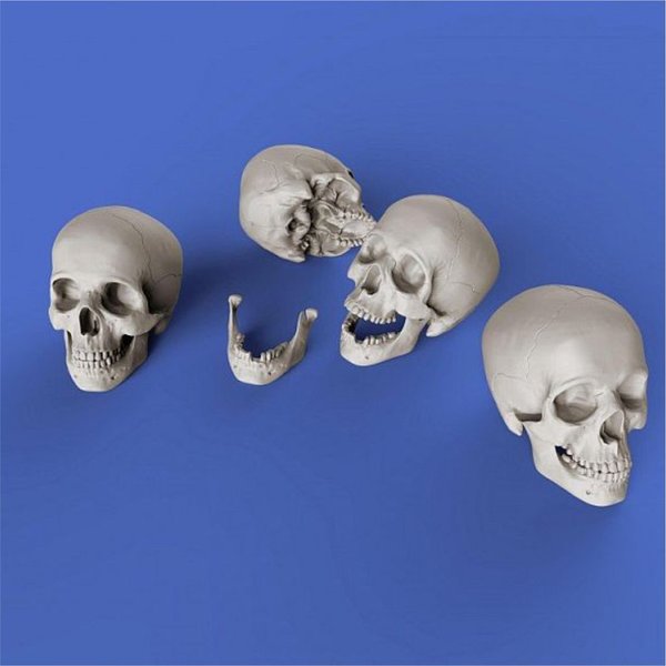Assorted Skulls (Schädel) 1:35