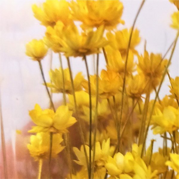 Gelbe Blumen Miniaturen - DioramaPresepe FM128