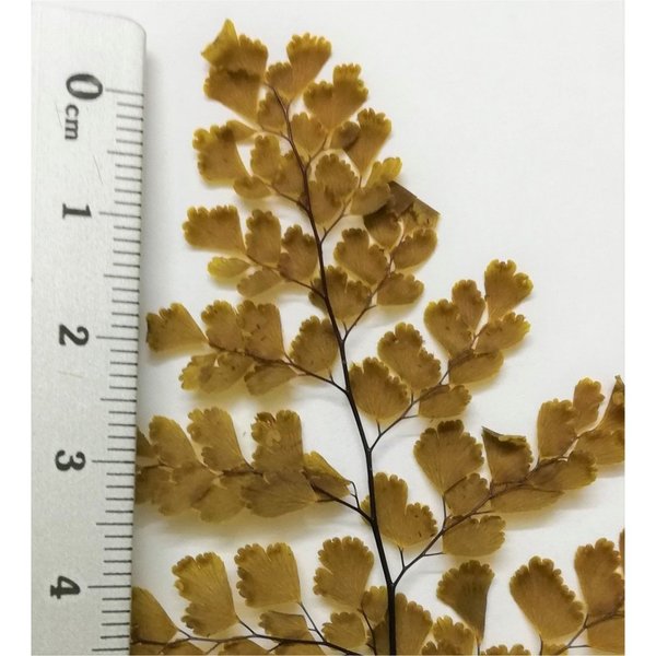 Pflanze mit kleinen Blättern Herbst 2 Stk. - DioramaPresepe FM159