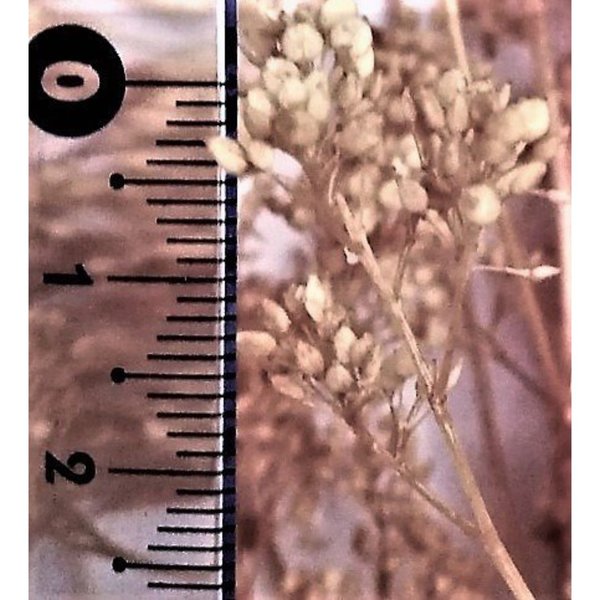 Teloxis Bloom natürliche Miniaturblätter gelb - DioramaPresepe FM201