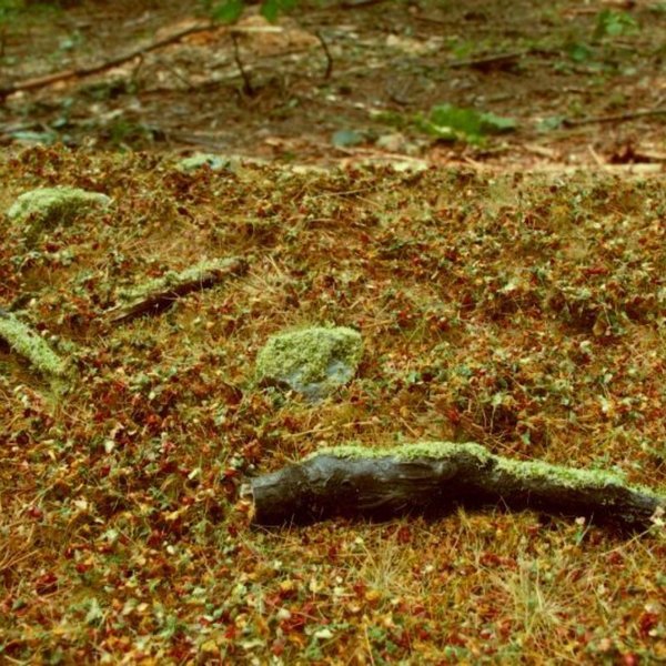 Waldbasis 18 x 28 cm - Grasmatte im Spätsommer - Model Scene F603