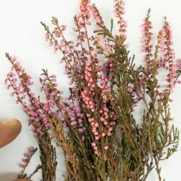 Dunkle Pflanze mit hellen rosa Blättern - DioramaPresepe FM236
